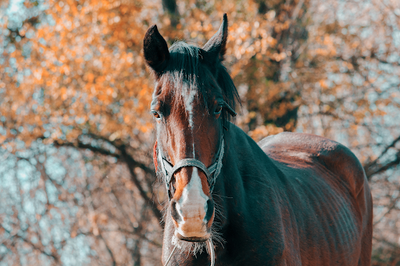 Equine Fall Grooming Routine: Promoting Skin and Coat Health as Temperatures Drop