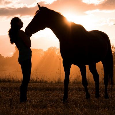 Pamper Your Equine Companion: Valentine's Day Gift Guide Using Equine Med Surg Products