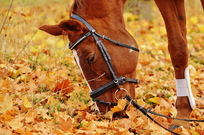 Embracing the Autumn Spirit: Fall Activities to Enjoy with Your Equine Partner