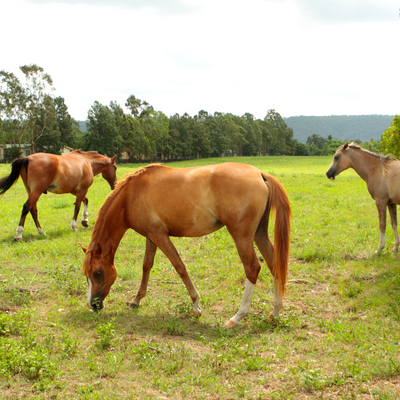 Nutrition and Heaves: Managing Equine Respiratory Health Through Diet