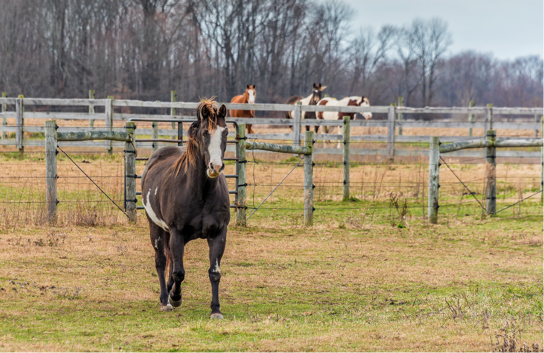 Thanksgiving Safety for Horses: Ensuring a Safe and Happy Holiday