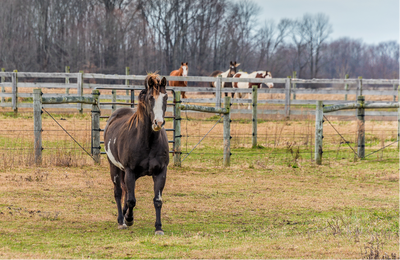 Thanksgiving Safety for Horses: Ensuring a Safe and Happy Holiday