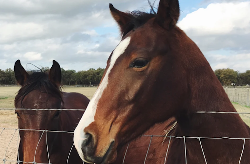 Understanding Laminitis in Horses: Causes, Symptoms, and Treatment Strategies
