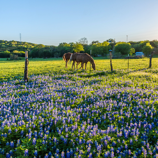 Spring Renewal: Transitioning Your Horse's Routine from Winter to a Vi ...