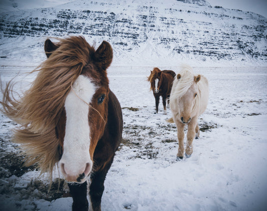 horses in snow