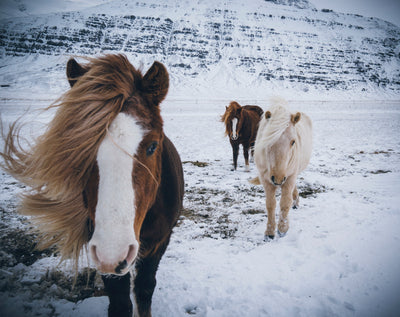 5 Activities To Do With Your Horse This Winter