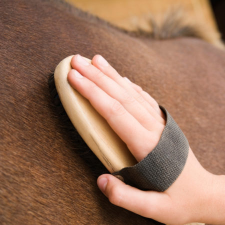 person brushing horse