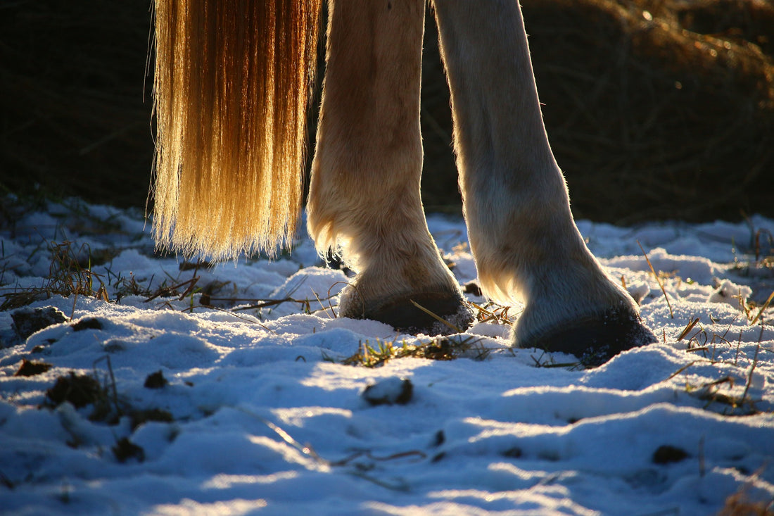 horse hooves in snow