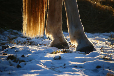 4 Common Winter Hoof Problems & How To Treat Them