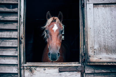 5 Winter Health Challenges For Horses