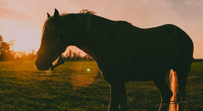 Understanding Equine Joint Issues: A Comprehensive Exploration for Horse Owners