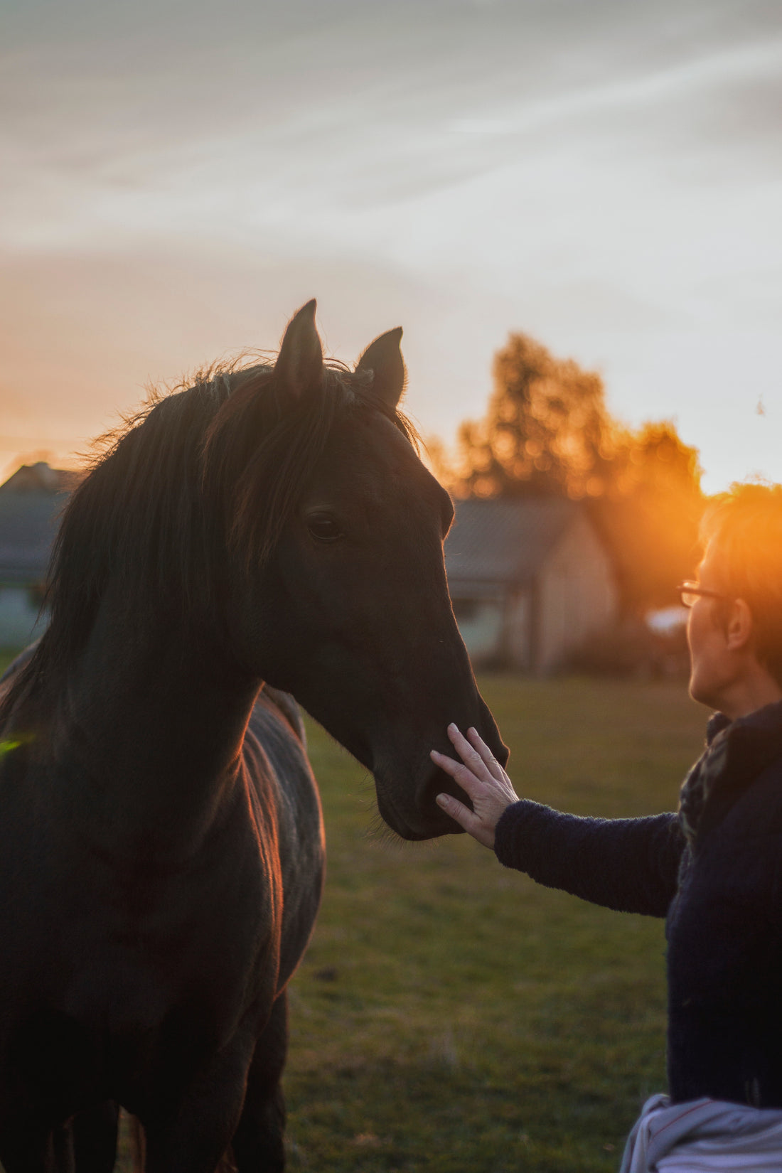 person petting horse at sunset