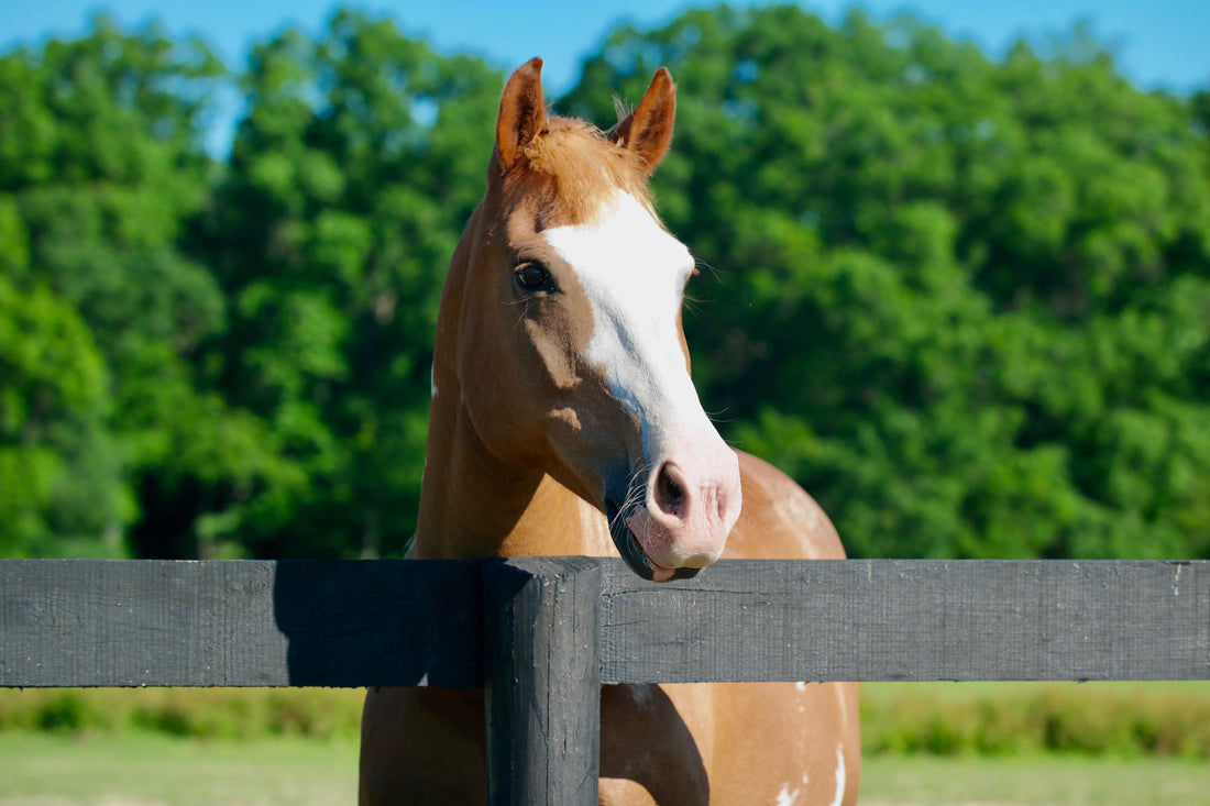 horse