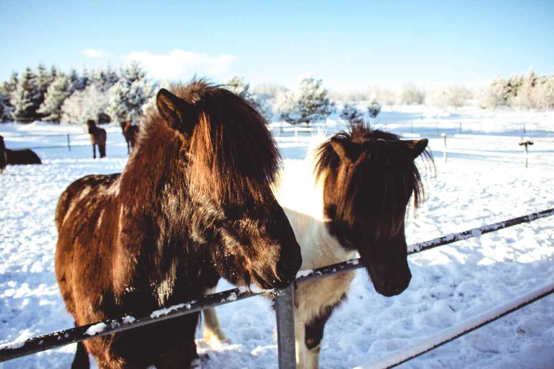 horses in snow