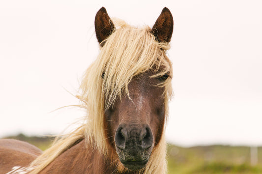 horse