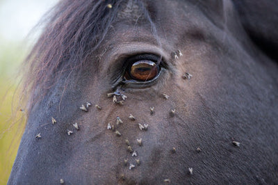 Help Your Horse Survive the Pests of Summer