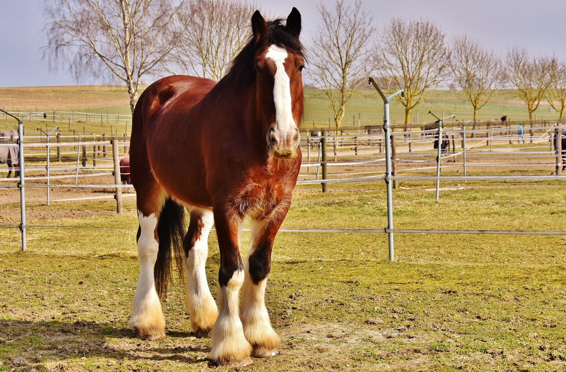 Rarest Horse Breeds