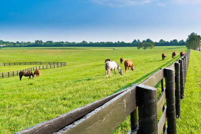 Is Your Pasture Ready for Summer?