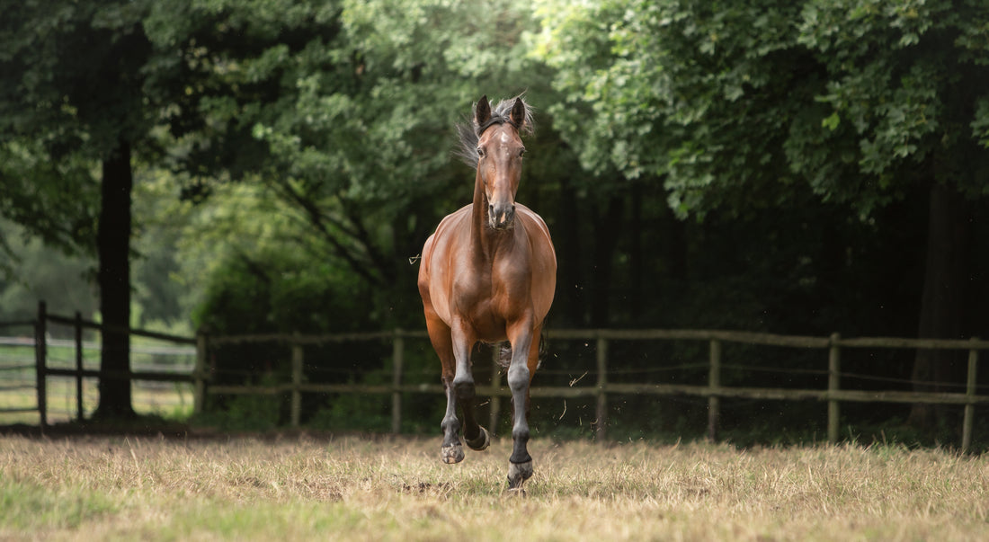 Equine Mood Changes and Ways to Help!