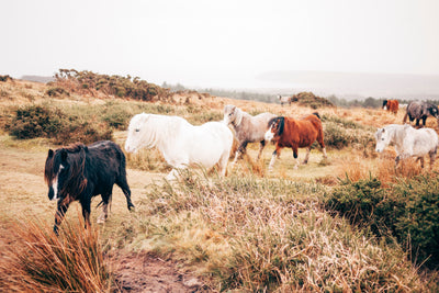 5 Different Types of Horses