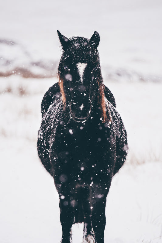 horse in snow