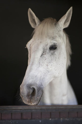 Managing Equine Skin Conditions in the Springtime