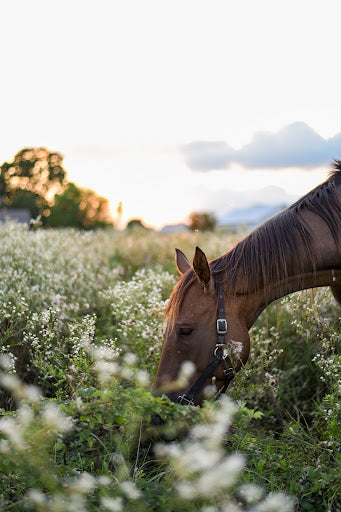 Harmful Flora for Horses: Identifying and Avoiding Common Toxic Plants