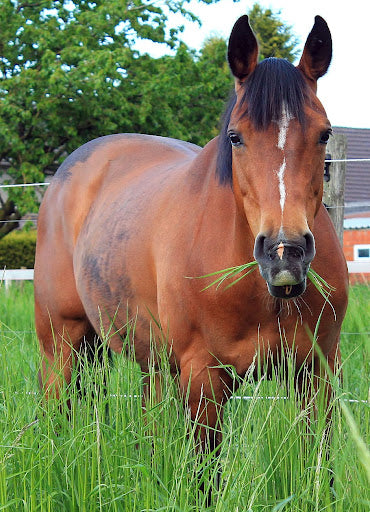 Preparing Your Senior Horse for Spring
