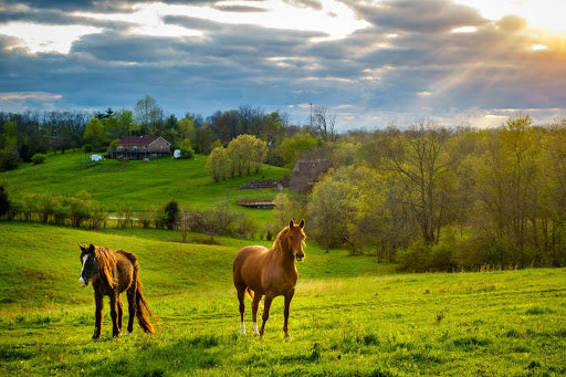 5 Tips for Spring Pasture Management