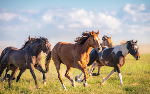 Common Equine Summer Skin Problems