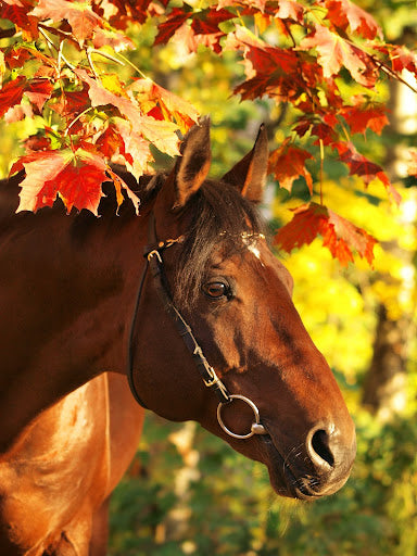 Fall Checklist for Your Equine