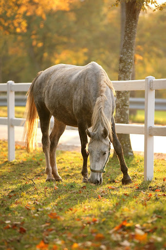 Common Fall Issues for Equines