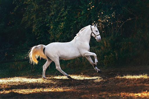 National Day of the Horse: How to Celebrate Your Horse