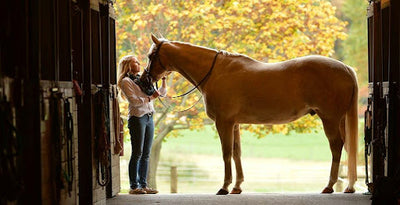 Ways to Show Your Mare Your Gratitude
