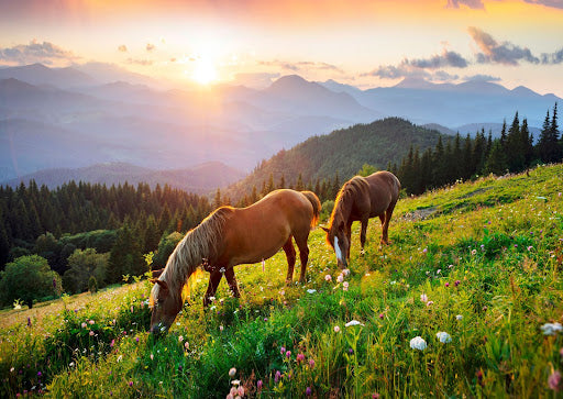 Tips For Entering the Summer Months With Your Horse