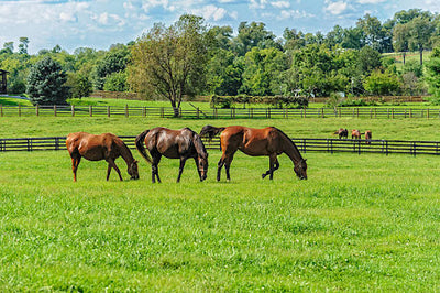 Transitioning your Horses to Spring Pasture Grazing