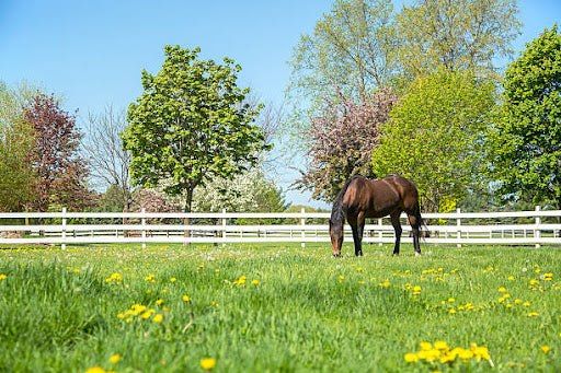 Spring Grooming for your Horse