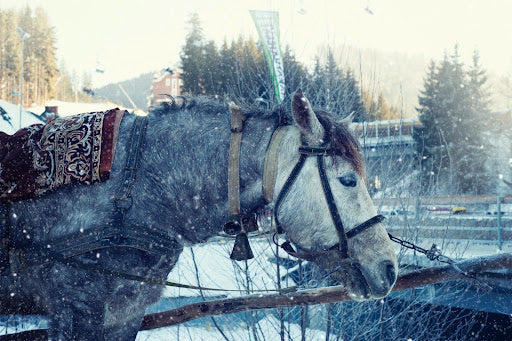 7 Tips to Prepare Your Equine for Colder Weather