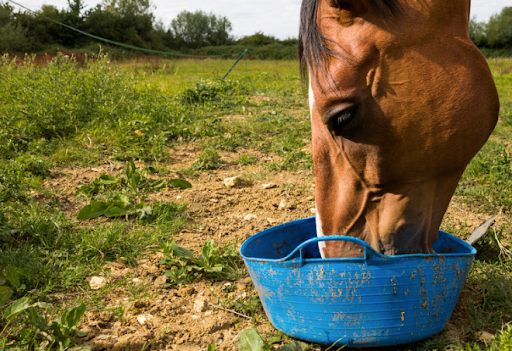 Horse sticking it's nose in a blue bucket