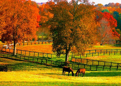 A Healthy Horse’s Checklist for Fall