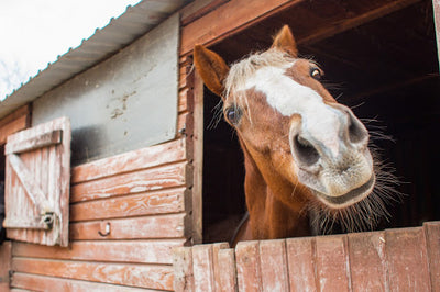 5 Tips To Keep Your Horse Healthy In The Winter Time