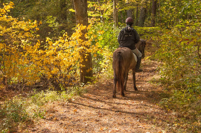 Why Fall Is The Best Season For Trail Riding