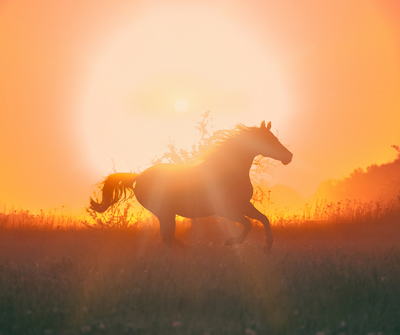 Unlocking the Power of Vitamin E: Essential Benefits for Your Equine Companion