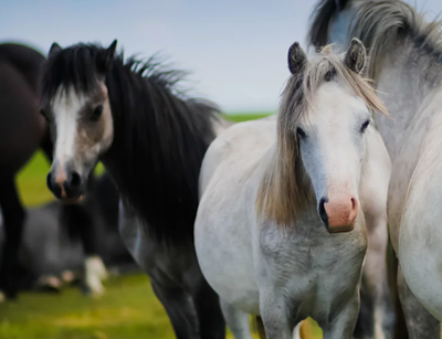 Spring into Action: Essential Tips for Horse Care and Enjoyment this Season
