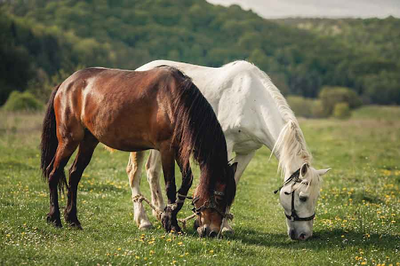 Common Health Issues to Watch for in Your Senior Horse