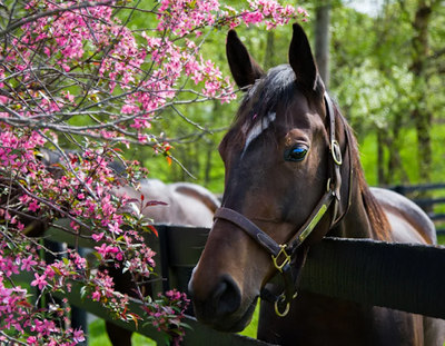 Springtime Health Risks for Horses and How to Address Them
