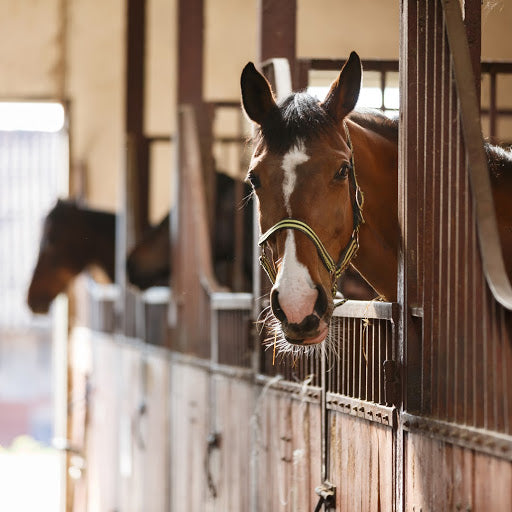 Inflammatory airway disease is a respiratory disease that occurs in young horses.