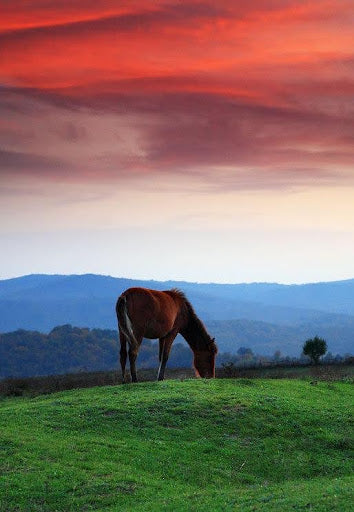 Adjusting Exercise Routines for Summer: Avoiding Overheating and Heat Stress in Horses