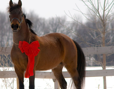 Gift Ideas for Horse Lovers