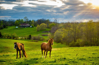 5 Tips for Spring Pasture Management